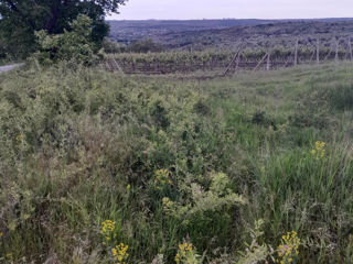 Se vinde teren agricol la traseu Ialoveni -Costesti foto 7