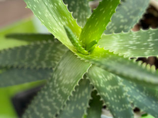 Aloe Vera Chișinău 068205178 foto 4