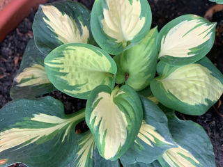Vand diverse plante foto 9