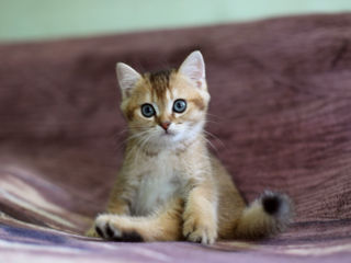 British Shorthair. Golden shaded cat. foto 8