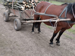 Se vinde iapă foto 2