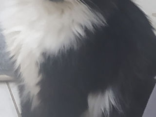 Пропал кот Куся (Кусидзэ) -Вознаграждение 3000 лей foto 2