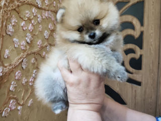 Шпиц (Pomeranian Spitz) foto 3