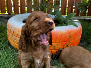 Vând cocker spaniel englez