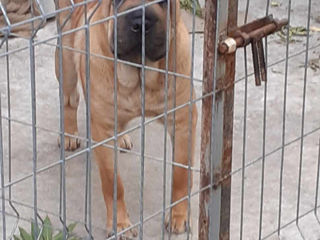 Shar pei American fetița și băiat foto 4