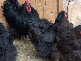 орпинктон   , куры ,цыплята, яйца. foto 7