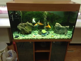 Curatenie in akvarium !!! чистый аквариум !!! изготовление, ремонт !!! foto 10