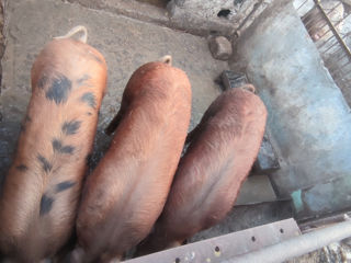 Porci de casă 100-130 kg