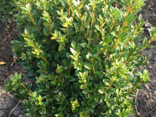 Gard viu.Buxus,Biriucina,Jasmin.Spiree,Ghibiscus. foto 7