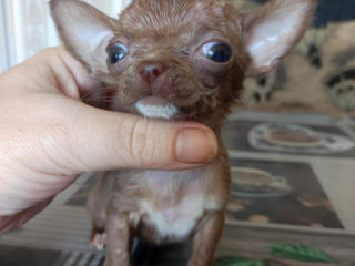 Чихуахуа Chihuahua Недорого foto 5