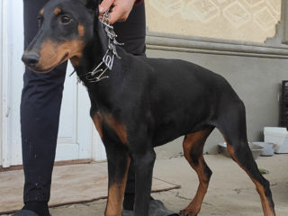 Mascul doberman