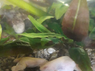аквариумные лягушки foto 4