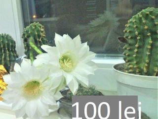 Cactusi foto 7