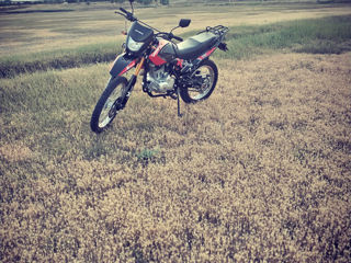 Viper 250 foto 2