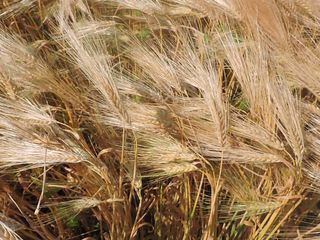 Продам семена озимой и яровой  пшеницы , ячменя  и озимого гороха . рапса !! foto 1