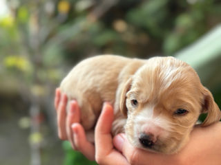 Cățeluși de rasă, cocker spaniel foto 3