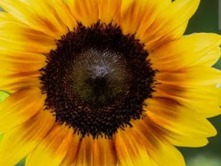 Floarea soarelui 5 tone