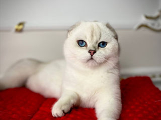 Scottish fold foto 2