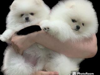 Мини(toi spitz Pomeranian) foto 7