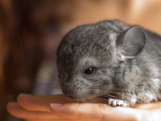 ШИНШИЛЛЫ    CHINCHILLA foto 2