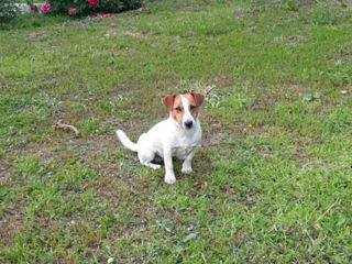 Jack Russell Terrier foto 2