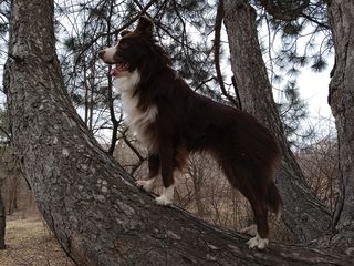 Border Collie foto 2