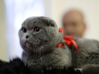 Monta(imperechere)- motan de rasa scottish fold,cu pedigree! foto 3