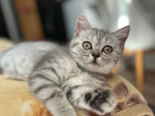 British shorthair chinchila foto 7