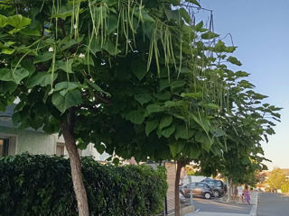 Catalpa