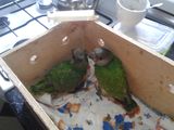 попугаи foto 1