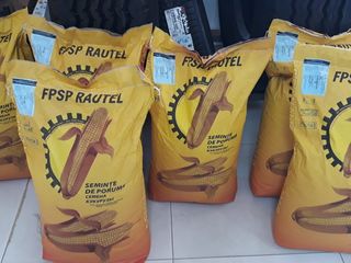 Seminte de porumb!   P457, P458, P459 Producator:FPSP "Rautel" (Balti) foto 1
