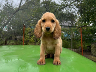 Cocker spaniel