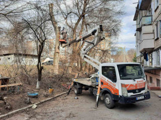 Servicii de curățare, tăiere a copacilor, crengilor uscate, greu accesibile! foto 20