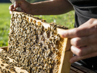 Albini de vinzare cu tot cu stup si miere