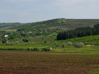 Sector linga padurea de pini,traseul Chisinau-Orhei. foto 2