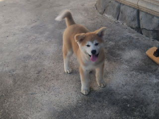 Akita inu foto 1