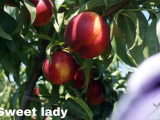 Pomi fructiferi Zaim foto 8