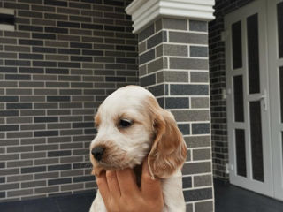 English Cocker Spaniel foto 4