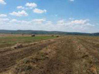 Teren agricol -11,015 hectare Земленои участок! Lot de pamint arabel.(-orhei-nistreana ) foto 1