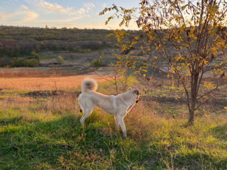 Kangal foto 4