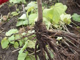 Paulownia(copacul minune) foto 7