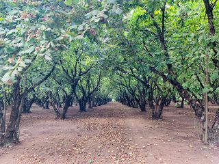 Înființarea livezilor de alun cu 5 ani asistență tehnică și agronomică inclusă foto 3