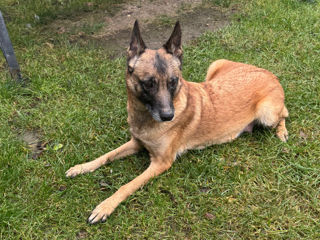 Belgian malinois foto 4