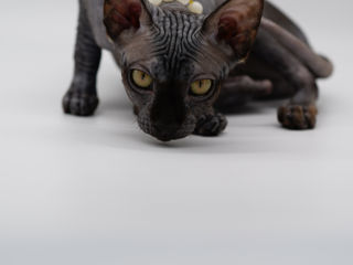 Black Sfinx cat