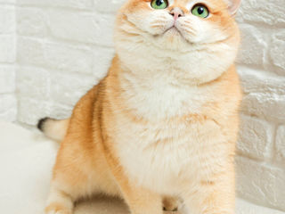 Британские котята золотая шиншилла foto 10