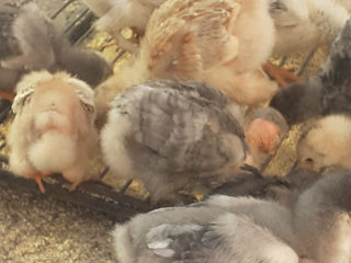 Продам домашние цыплята трёх недельные и четырёх  недельные. Сынжерей Григоровка.
