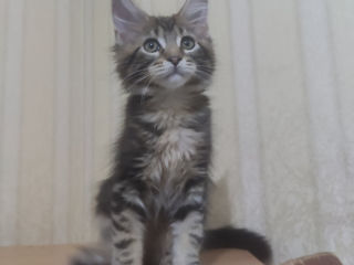 Main Coon fete si băieți foto 1