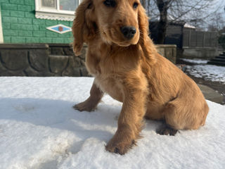 Cocker spaniel foto 3