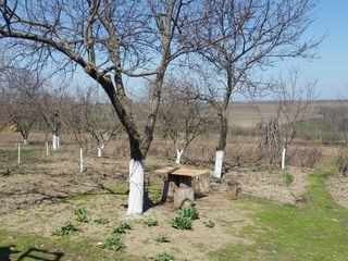 Casă în satul Calfa cu 32 sote de pamint .Negociabil foto 3