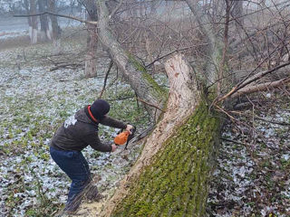 Servicii profesionale de defrișări copaci! foto 14